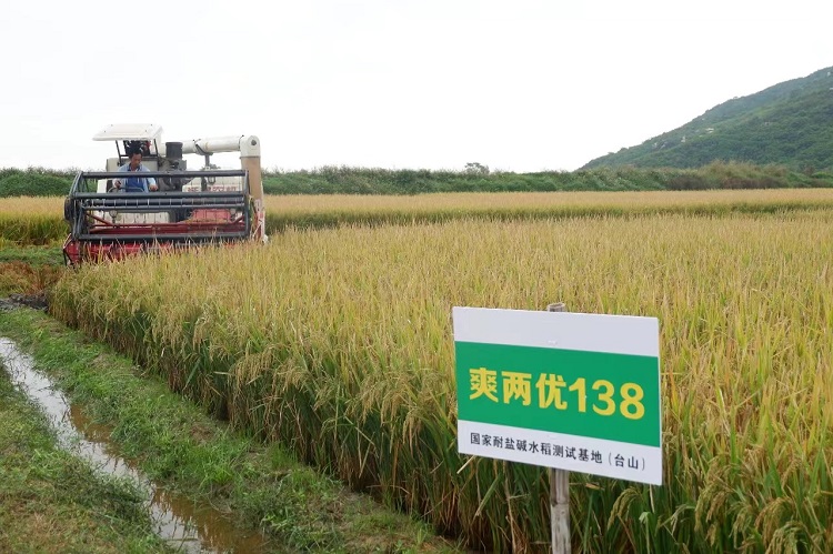 “爽兩優(yōu)138”水稻品種.jpg