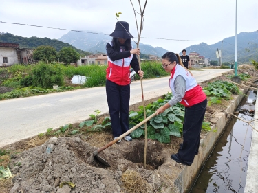 石蕉村兩委干部、駐點組干部開展鄉(xiāng)村綠化主題植樹活動.jpg
